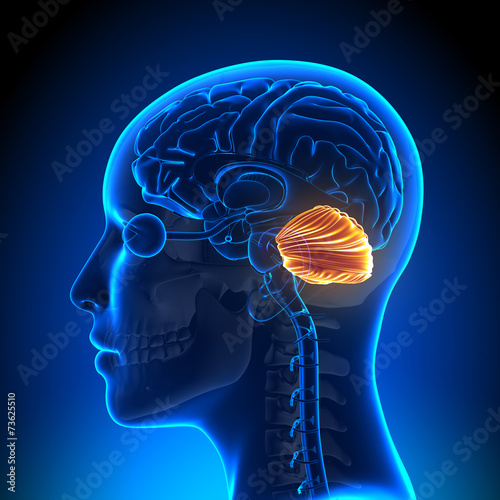 Female Cerebellum - Anatomy Brain photo