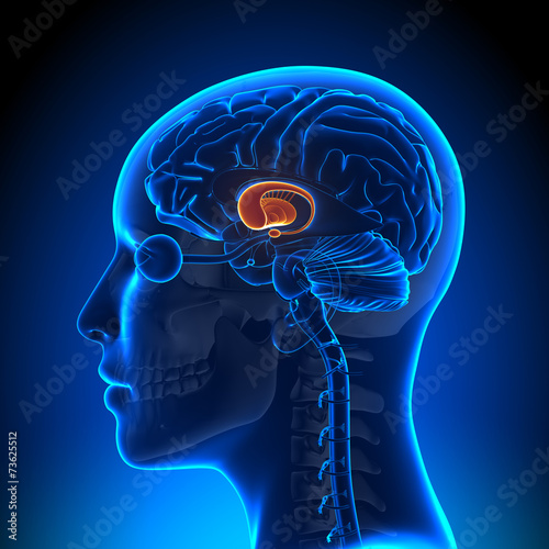 Female Basal Ganglia - Anatomy Brain photo