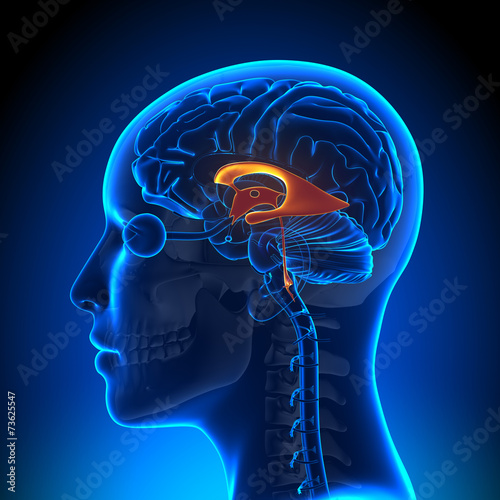 Female Ventricles - Anatomy Brain