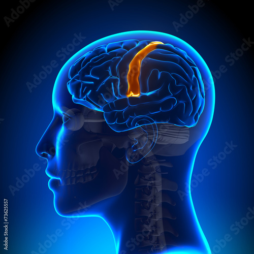 Female Sensorimotor Area - Anatomy Brain photo