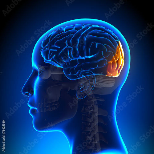 Female Occipital Lobe - Anatomy Brain