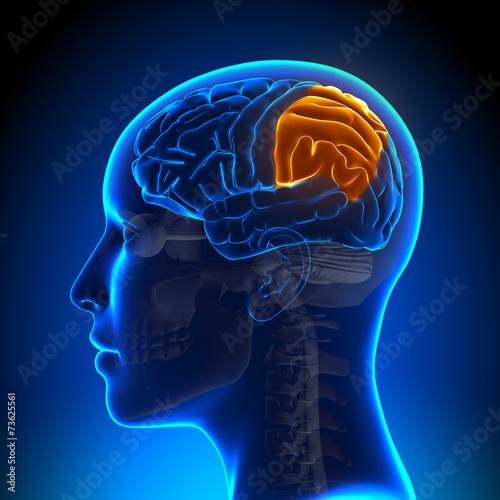 Female Parietal Lobe - Anatomy Brain photo