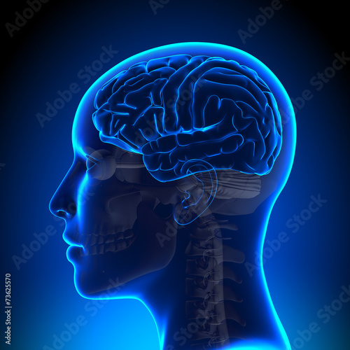 Female Brain Anatomy Blank photo