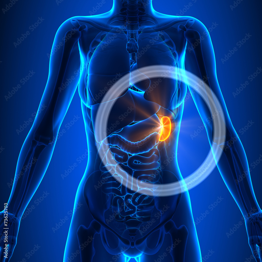 Spleen - Female Organs - Human Anatomy - obrazy, fototapety, plakaty 