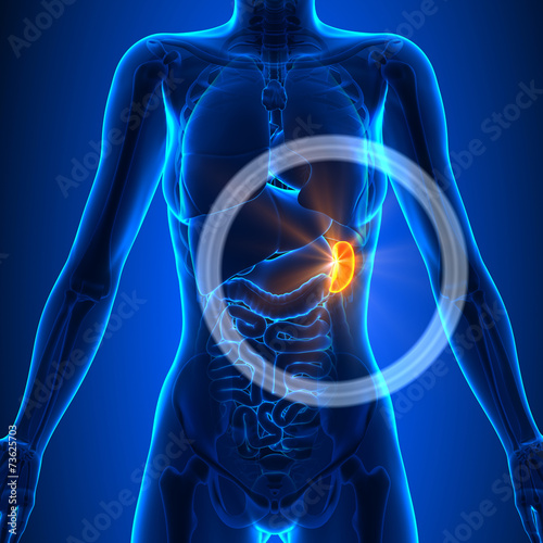 Spleen - Female Organs - Human Anatomy photo