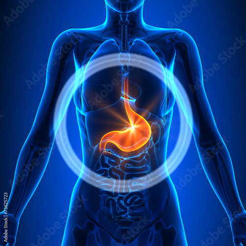 Stomach - Female Organs - Human Anatomy photo