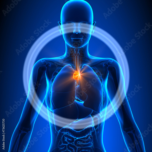 Thymus - Female Organs - Human Anatomy