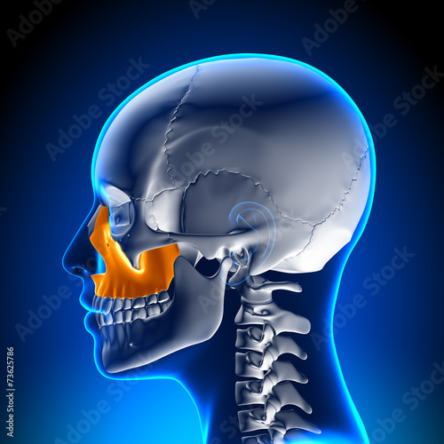 Female Maxilla - Skull Anatomy photo