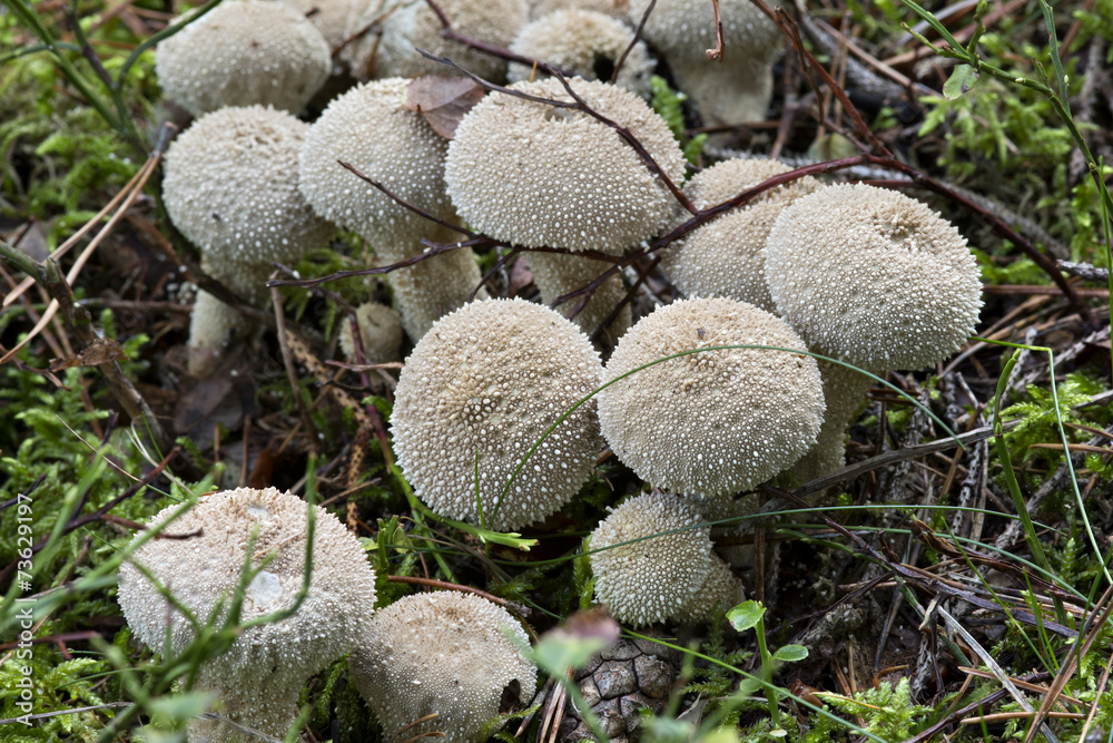 starfish fungus starfish fungus