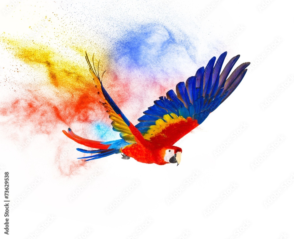 Obraz premium Colourful flying parrot isolated on white