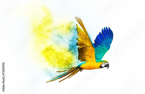 Colourful flying parrot isolated on white