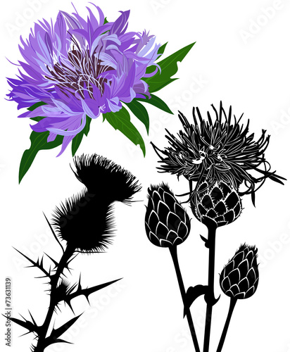 thistle