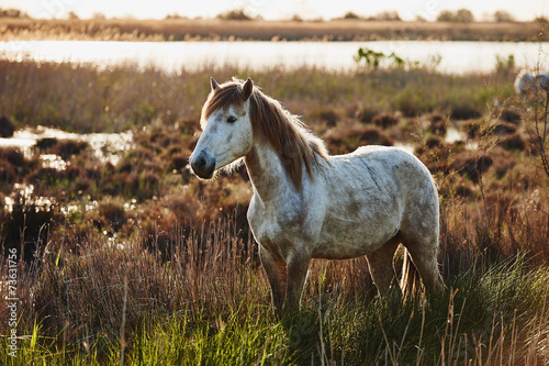 Fototapeta Naklejka Na Ścianę i Meble -  Horse of Camargue