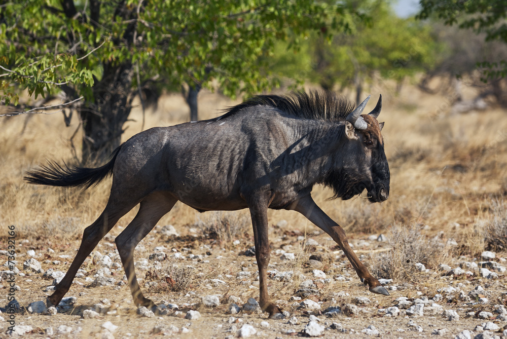 Fototapeta premium Wildebeest running