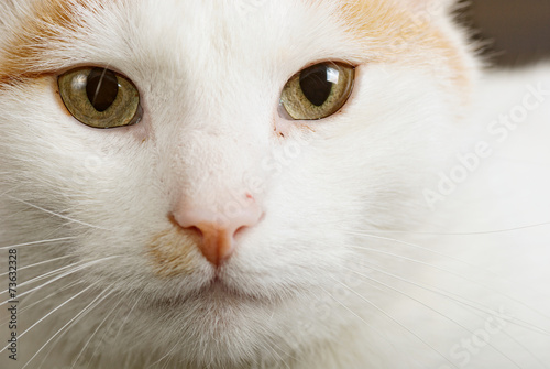 Cuadro en lienzo Turkish van cat