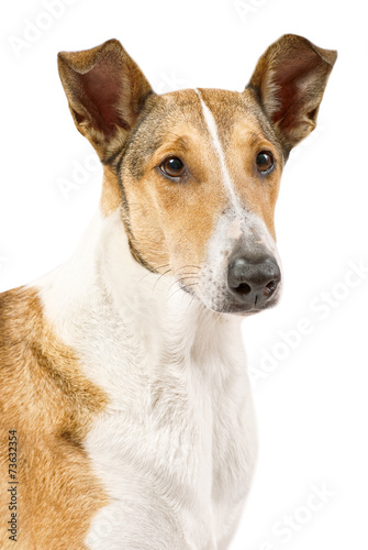 Golden smooth (short haired) Collie isolated on white