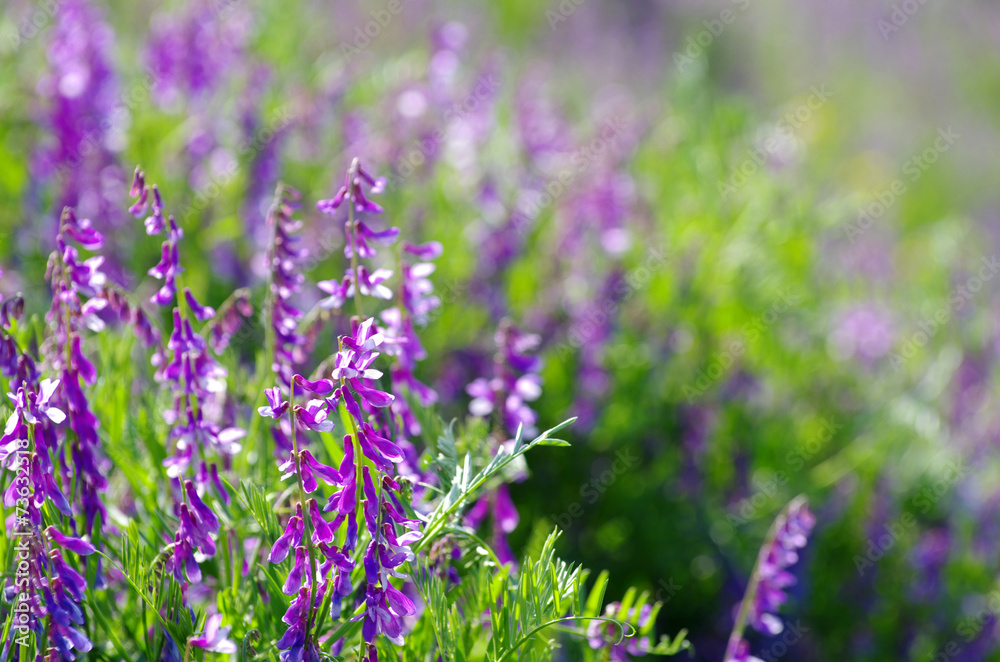 Obraz premium flower