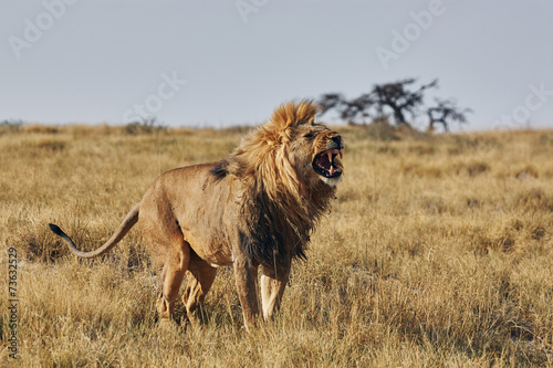 Lion roaring