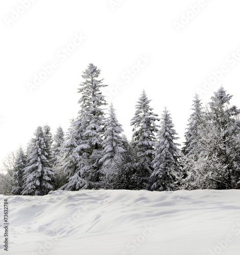 group of trees © Perytskyy
