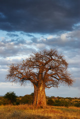 Leinwandbilder Baobab Afrikanische Landschaft mit Akazien und Steppe  © lucaar