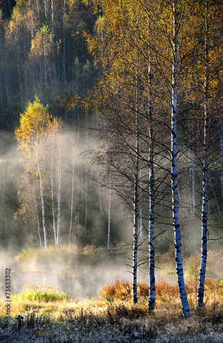 Autumn landscape with trees and the misty lake