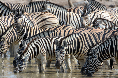 Zebra-Versammlung