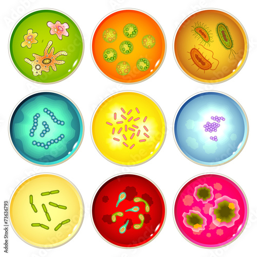 Petri dishes with bacterial colonies