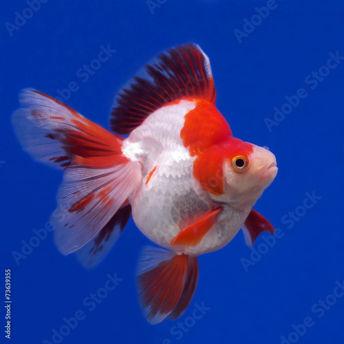 goldfish © leisuretime70
