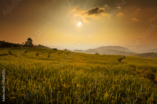 Green Terraced Rice Field during sunset at Ban Pa Bong Peay in C