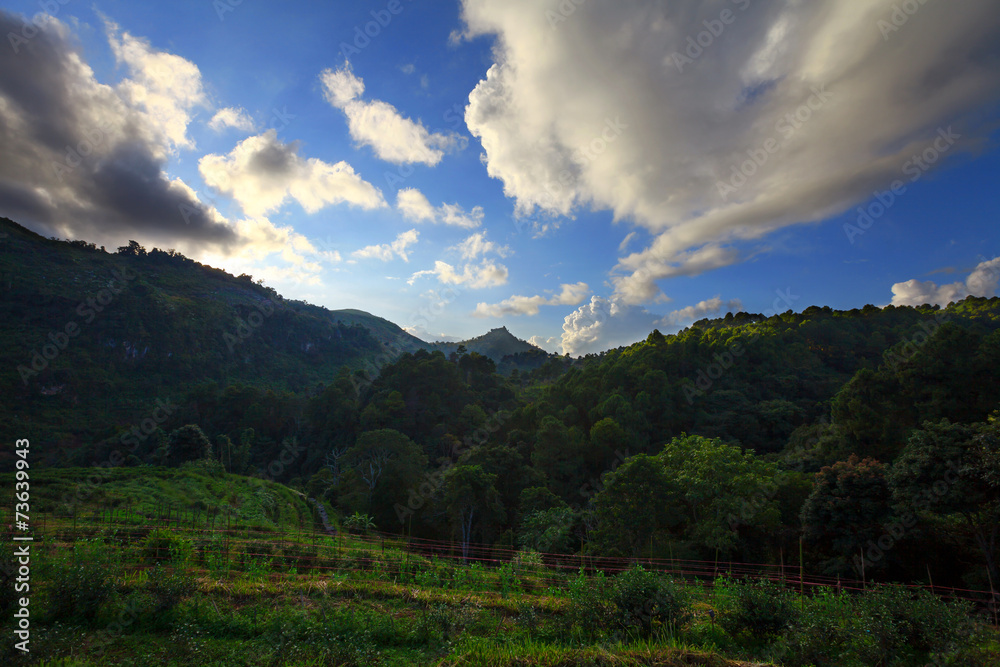 Landscape,Tea plantation in the Doi Ang Khang ,ChiangMai Thailan