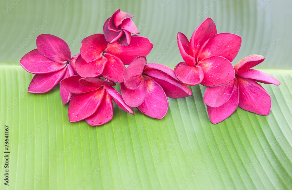 Red-violet plumeria flower on green banana leaf Red-violet plumeria flower on green banana leaf