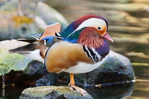 male Mandarin Duck