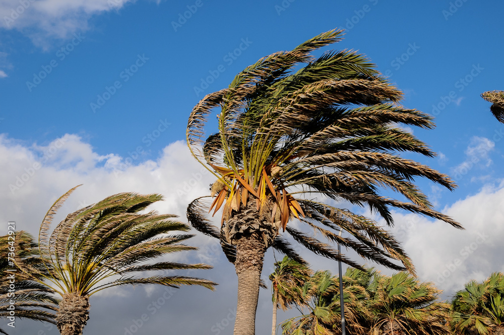 Fototapeta premium Palm Tree Blowing In The Wind