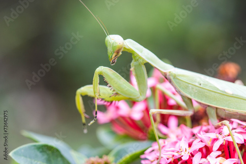 Praying mantis (Mantis religiosa) on flower
