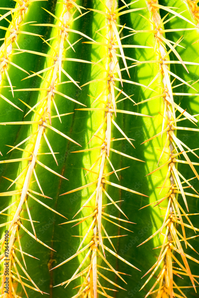 Echinocactus grusonii, Cactaceae, Mexico Echinocactus grusonii, Cactaceae, Mexico