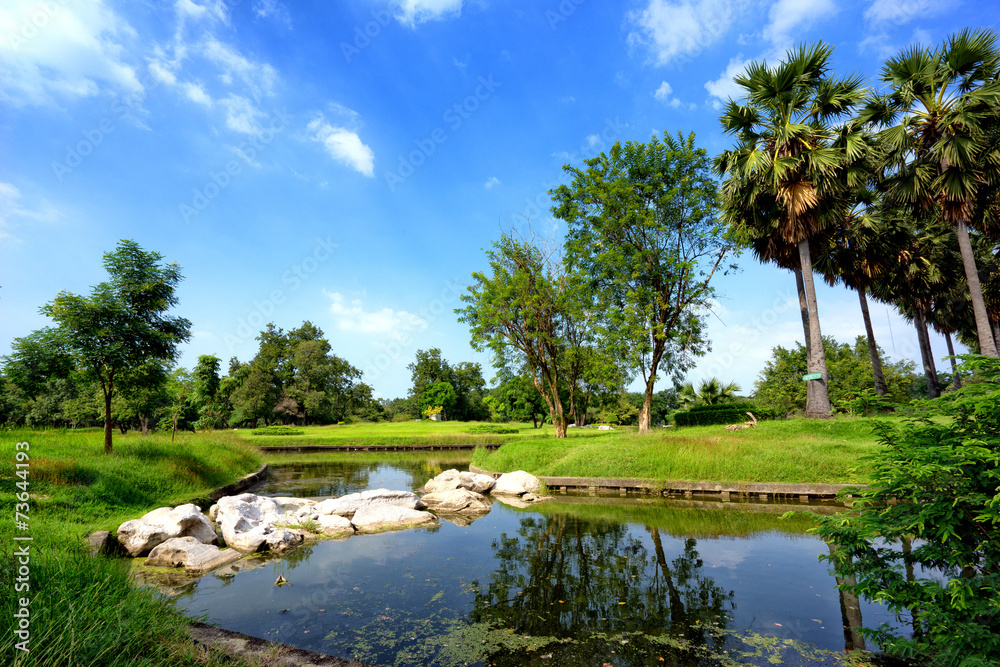 Fototapeta premium View of green trees in the park