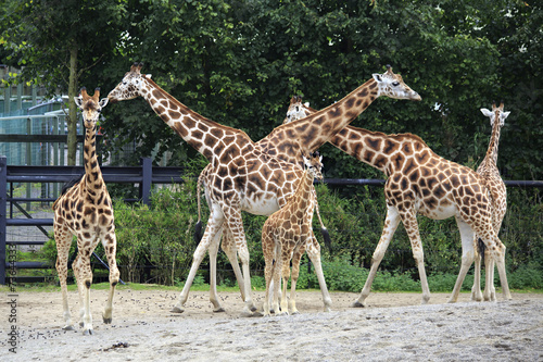 Herd of giraffes with cub.