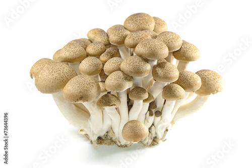 brown beech mushrooms or shimeji mushrooms on white background