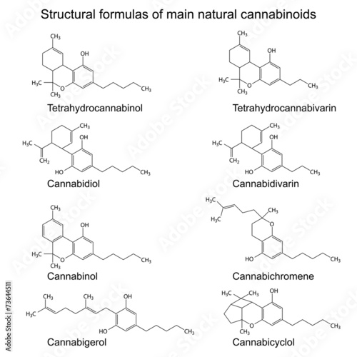 Chemical formulas of natural cannabinoids on white background