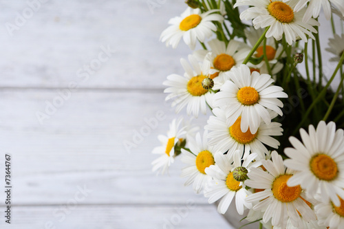 Beautiful white daisy © Olha Afanasieva