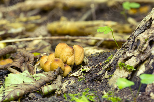 Glistering inky cap mushroom, Coprinellus micaceus