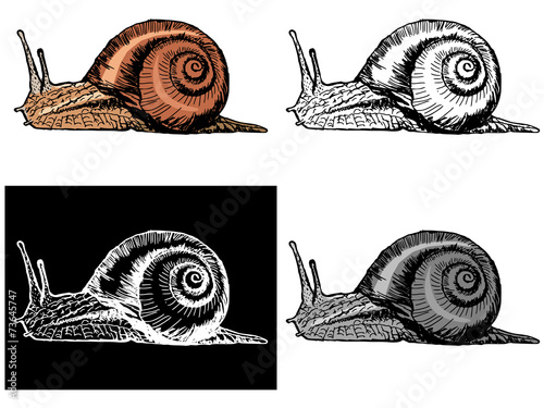 snail