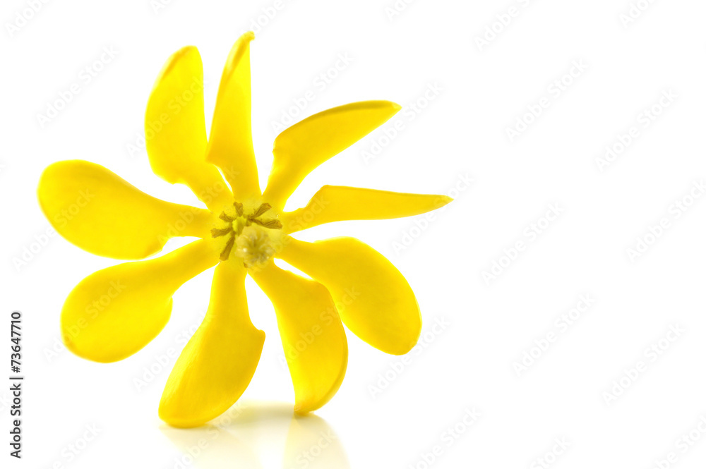 Nine petals golden gardenia, Central of Thailand Nine petals golden gardenia, Central of Thailand