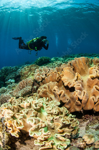 Diver and mushroom leather corals in Banda, Indonesia underwater photo