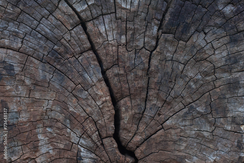 Fototapeta premium decay wood