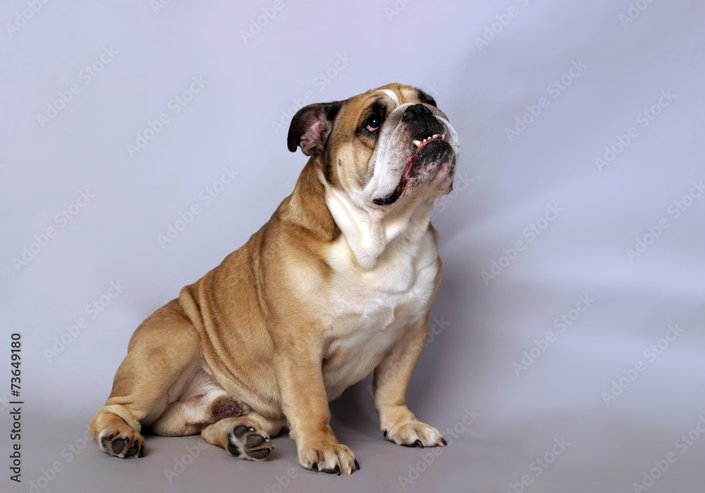 Obraz premium very beautiful, smart and funny dog in studio