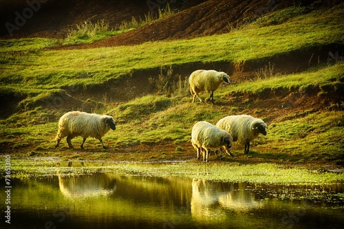 Obraz na plátně Sheeps