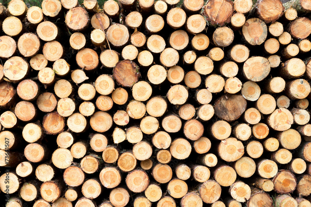 Stacked tree wood logs background