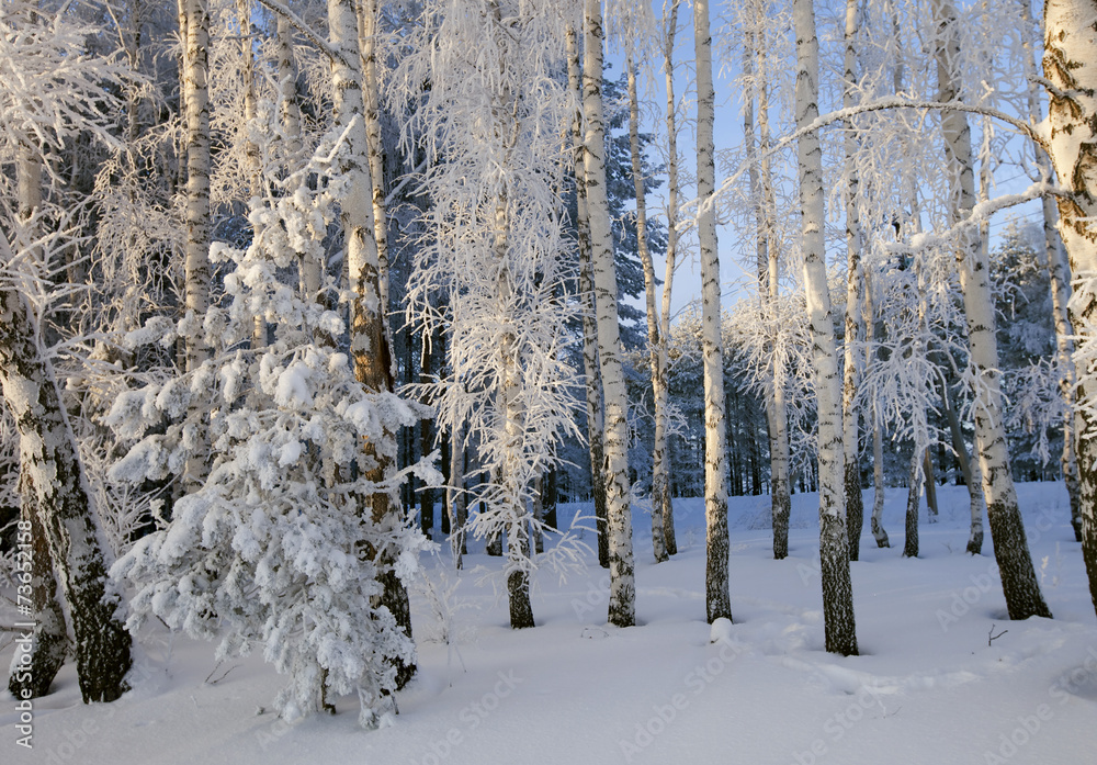 Fototapeta premium winter landscape