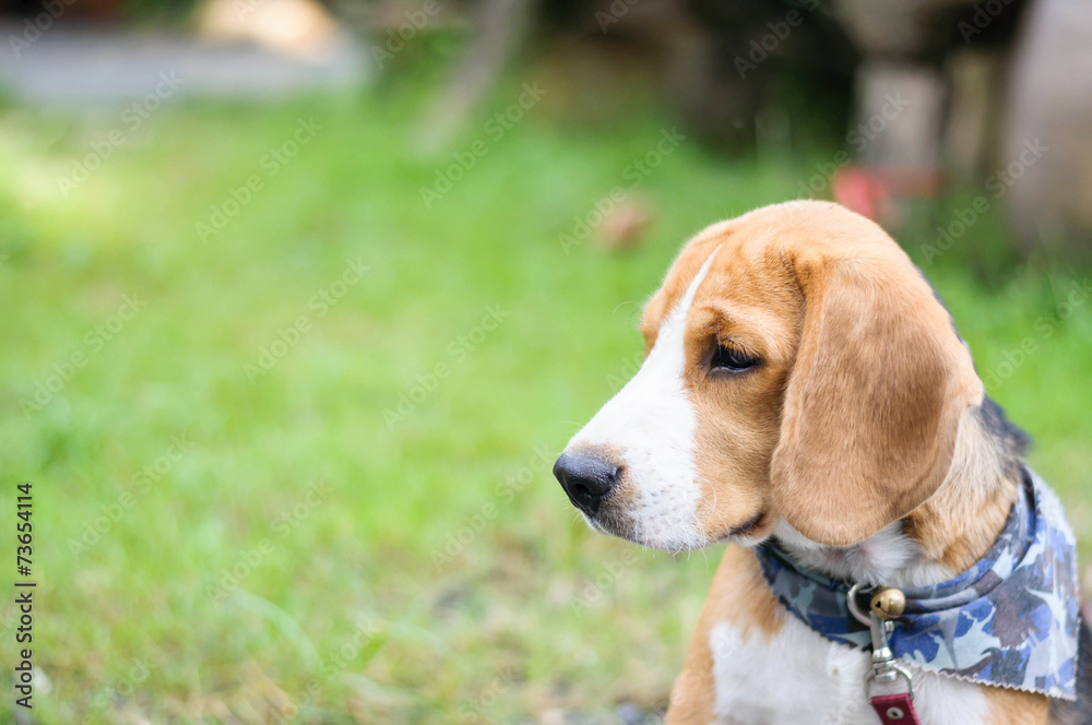Face Beagle dog in the garden